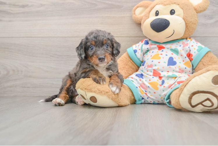 Little Mini Bernadoodle Poodle Mix Puppy