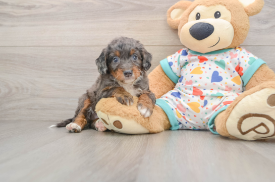 Little Mini Bernadoodle Poodle Mix Puppy