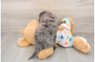 Mini Bernedoodle Pup Being Cute
