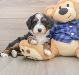 5 week old Mini Bernedoodle Puppy For Sale - Florida Fur Babies