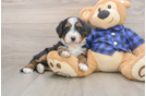 Smart Mini Bernedoodle Poodle Mix Pup