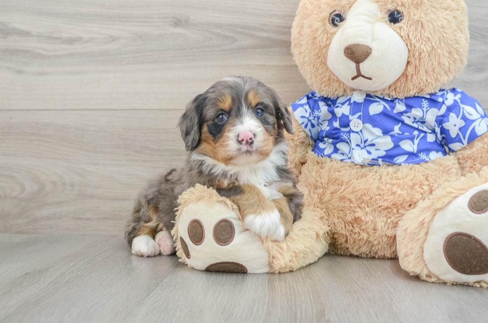 7 week old Mini Bernedoodle Puppy For Sale - Florida Fur Babies