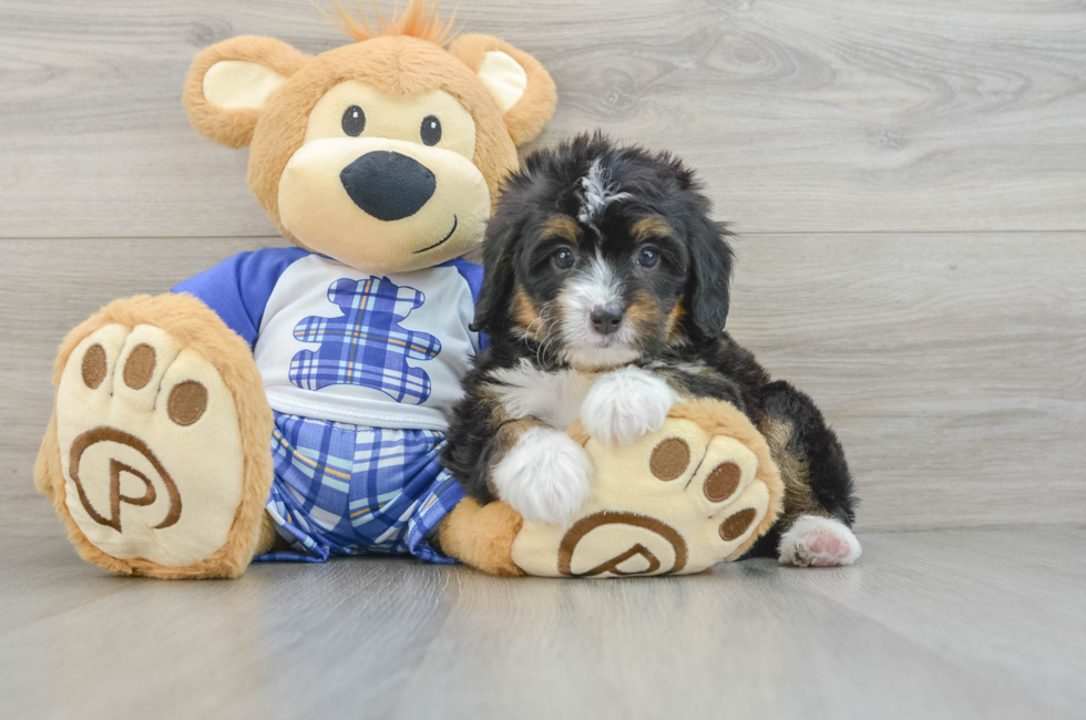 6 week old Mini Bernedoodle Puppy For Sale - Florida Fur Babies