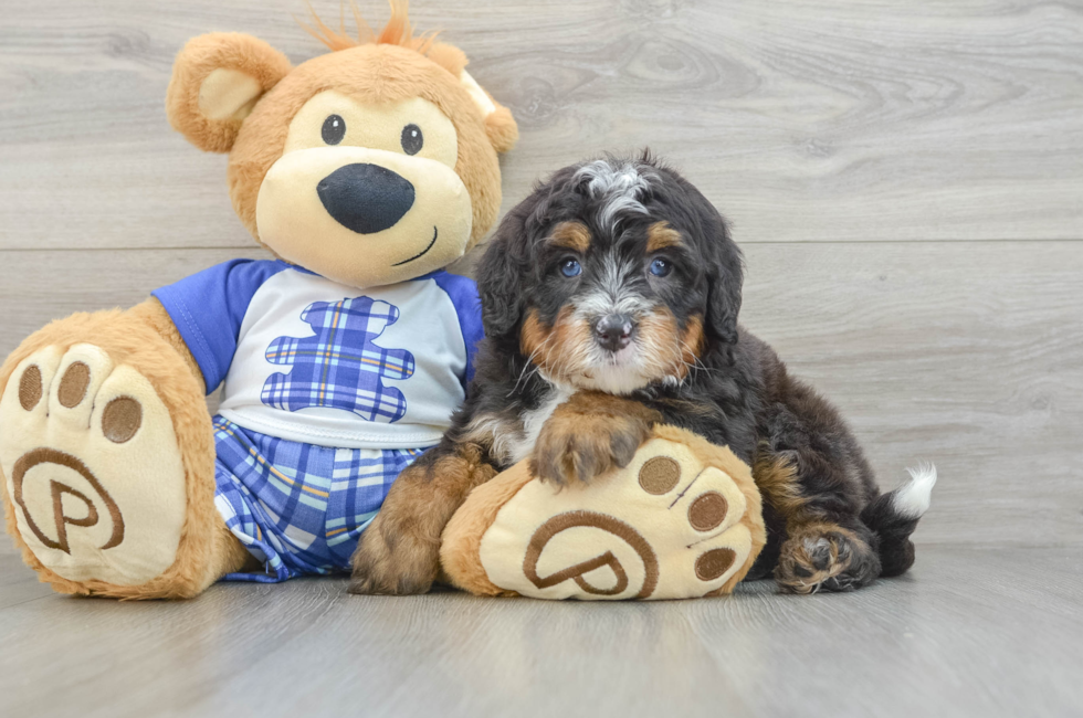 5 week old Mini Bernedoodle Puppy For Sale - Florida Fur Babies