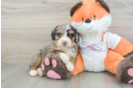 Funny Mini Bernedoodle Poodle Mix Pup