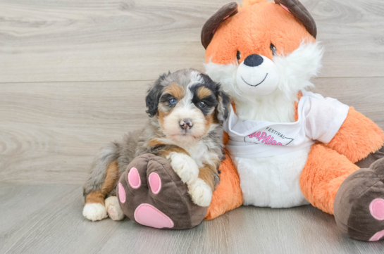 Funny Mini Bernedoodle Poodle Mix Pup