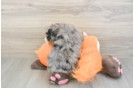 Fluffy Mini Bernedoodle Poodle Mix Pup
