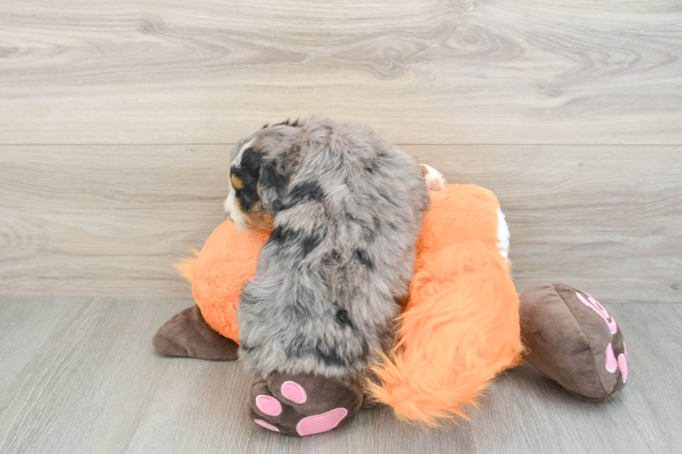Fluffy Mini Bernedoodle Poodle Mix Pup