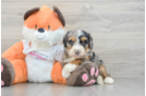 Mini Bernedoodle Pup Being Cute