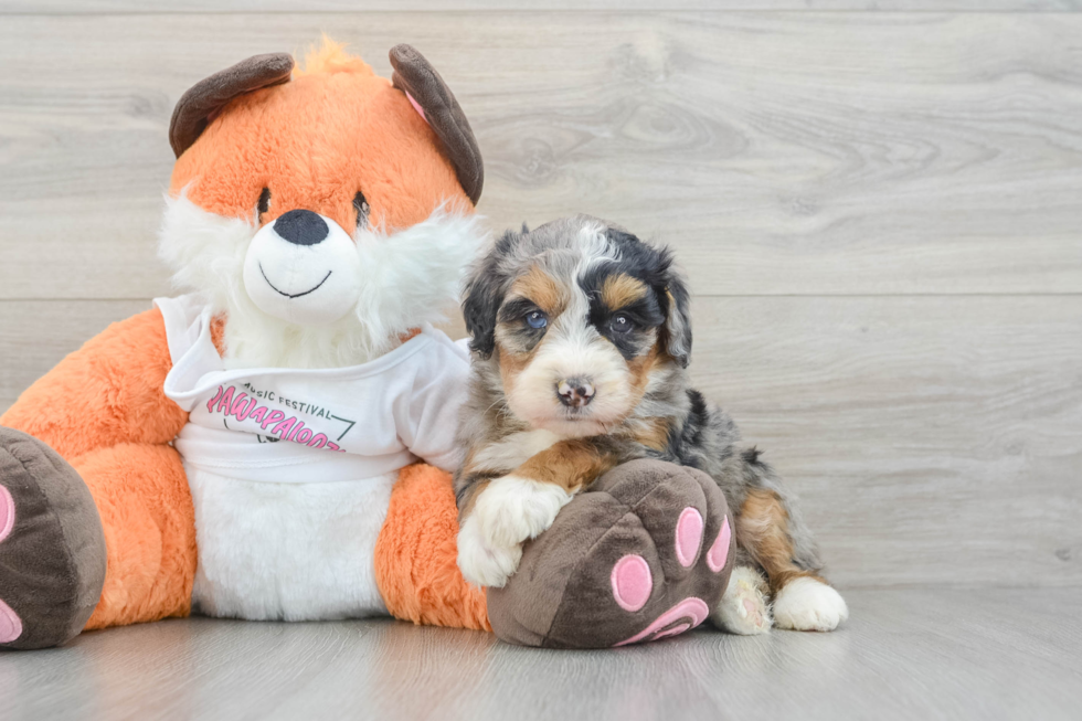 Mini Bernedoodle Pup Being Cute