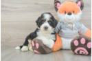 Best Mini Bernedoodle Baby