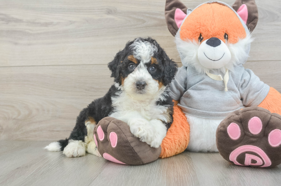 5 week old Mini Bernedoodle Puppy For Sale - Florida Fur Babies