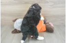 Fluffy Mini Bernedoodle Poodle Mix Pup