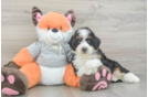 Cute Mini Bernedoodle Baby