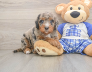 6 week old Mini Bernedoodle Puppy For Sale - Florida Fur Babies