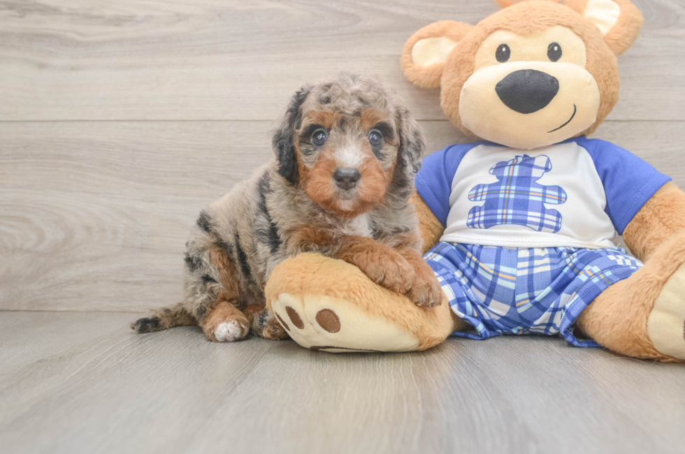 5 week old Mini Bernedoodle Puppy For Sale - Florida Fur Babies