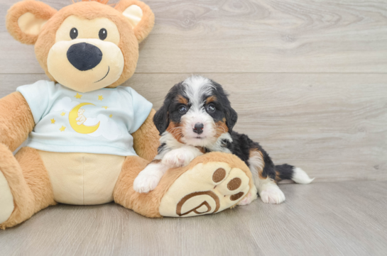 Playful Mini Bernadoodle Poodle Mix Puppy