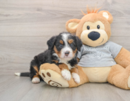 7 week old Mini Bernedoodle Puppy For Sale - Florida Fur Babies