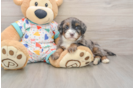 Mini Bernedoodle Pup Being Cute