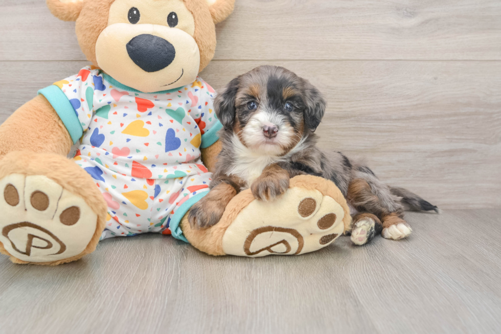 Mini Bernedoodle Pup Being Cute