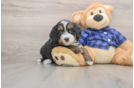 Petite Mini Bernedoodle Poodle Mix Pup