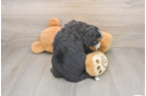 Energetic Mini Bernese Poodle Poodle Mix Puppy