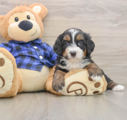 6 week old Mini Bernedoodle Puppy For Sale - Florida Fur Babies