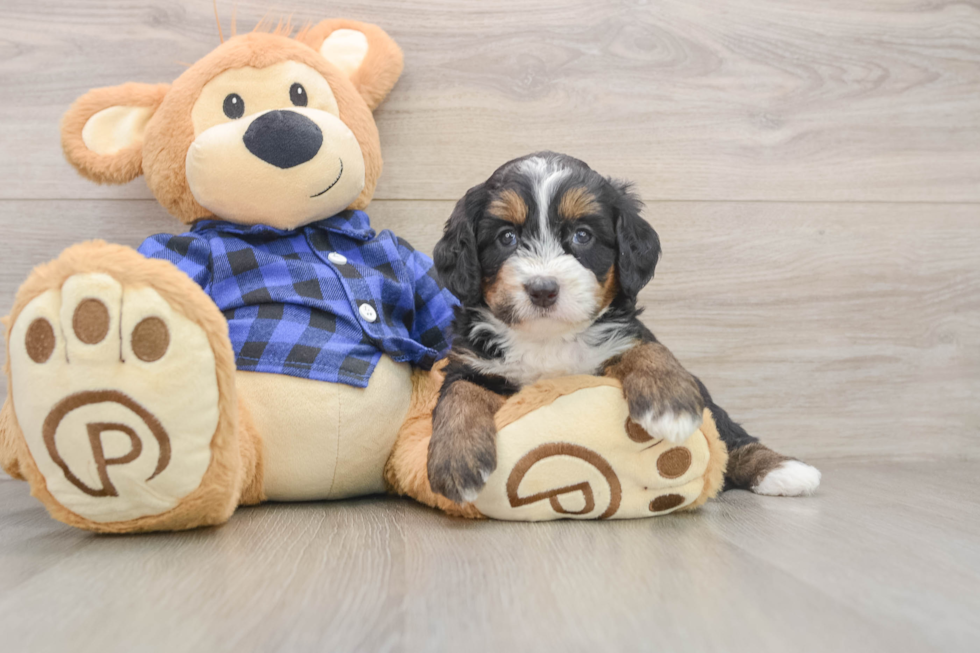 Mini Bernedoodle Puppy for Adoption