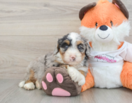 8 week old Mini Bernedoodle Puppy For Sale - Florida Fur Babies