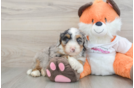 Hypoallergenic Mini Bernese Poodle Poodle Mix Puppy