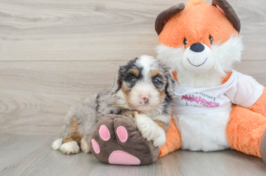 Hypoallergenic Mini Bernese Poodle Poodle Mix Puppy