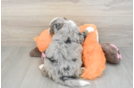 Cute Mini Bernedoodle Baby