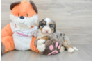 Best Mini Bernedoodle Baby