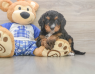 6 week old Mini Bernedoodle Puppy For Sale - Florida Fur Babies