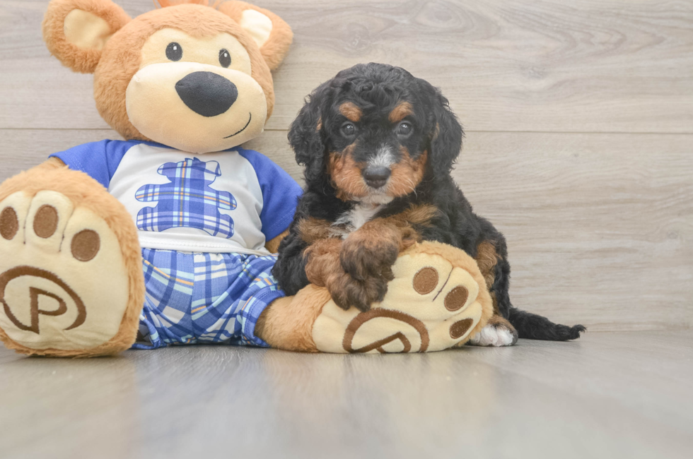 5 week old Mini Bernedoodle Puppy For Sale - Florida Fur Babies