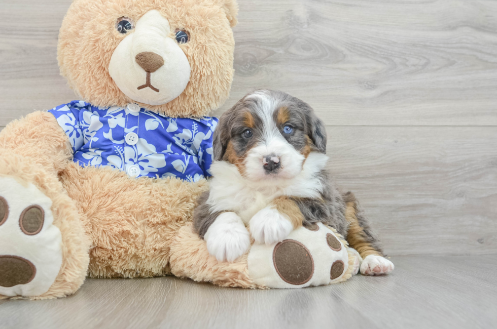 7 week old Mini Bernedoodle Puppy For Sale - Florida Fur Babies