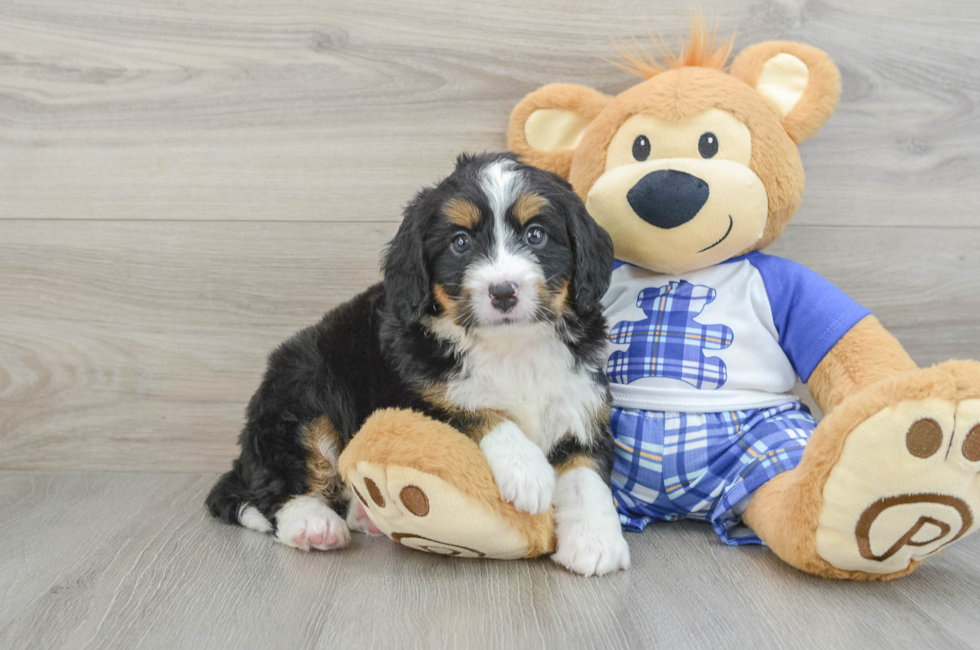 6 week old Mini Bernedoodle Puppy For Sale - Florida Fur Babies