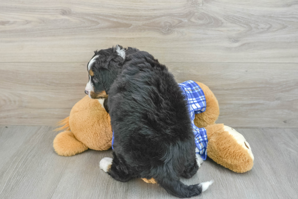 Fluffy Mini Bernedoodle Poodle Mix Pup