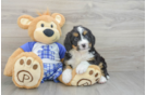 Adorable Bernadoodle Poodle Mix Puppy