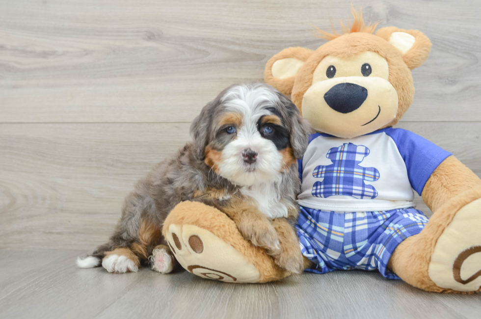 5 week old Mini Bernedoodle Puppy For Sale - Florida Fur Babies