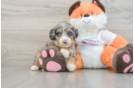 Friendly Mini Bernedoodle Baby