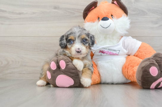Friendly Mini Bernedoodle Baby