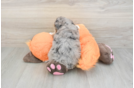 Energetic Mini Berniedoodle Poodle Mix Puppy