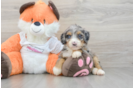 Best Mini Bernedoodle Baby