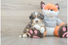 Small Mini Bernedoodle Baby