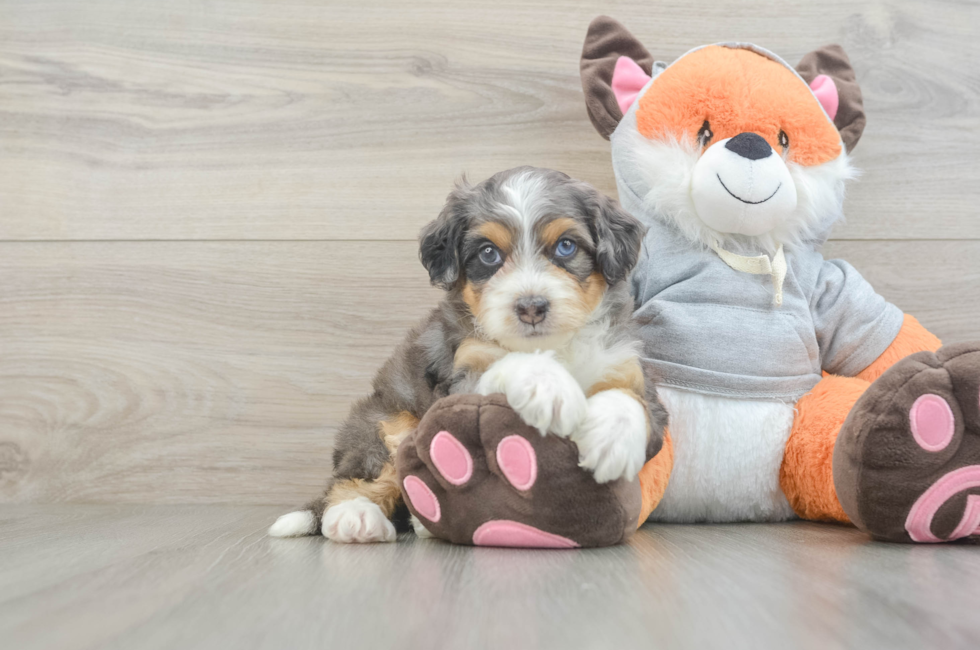 5 week old Mini Bernedoodle Puppy For Sale - Florida Fur Babies