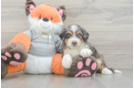 Mini Bernedoodle Pup Being Cute