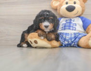 6 week old Mini Bernedoodle Puppy For Sale - Florida Fur Babies