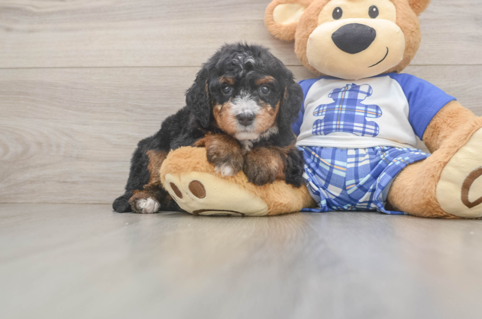 5 week old Mini Bernedoodle Puppy For Sale - Florida Fur Babies