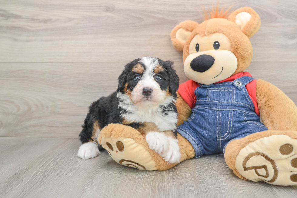Best Mini Bernedoodle Baby